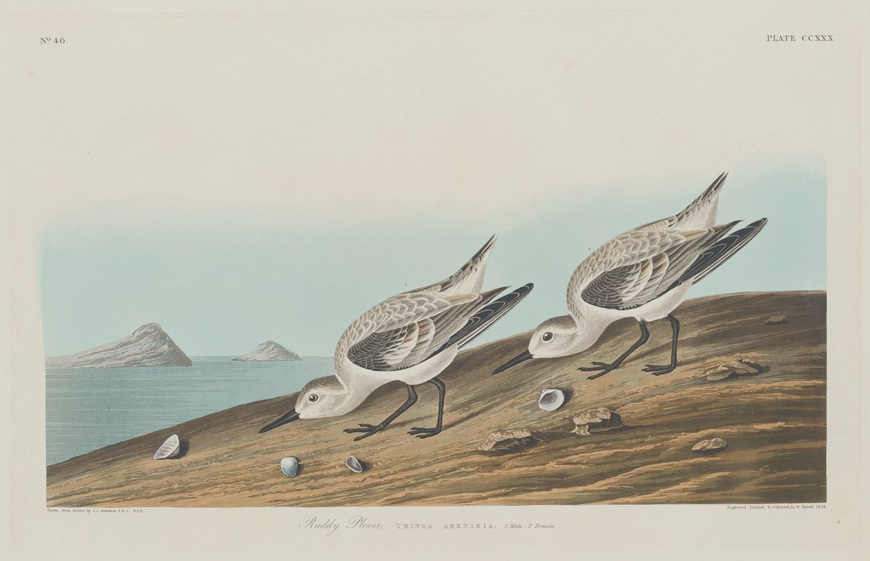 Ruddy Plover alkotó: Robert Havell after John James Audubon