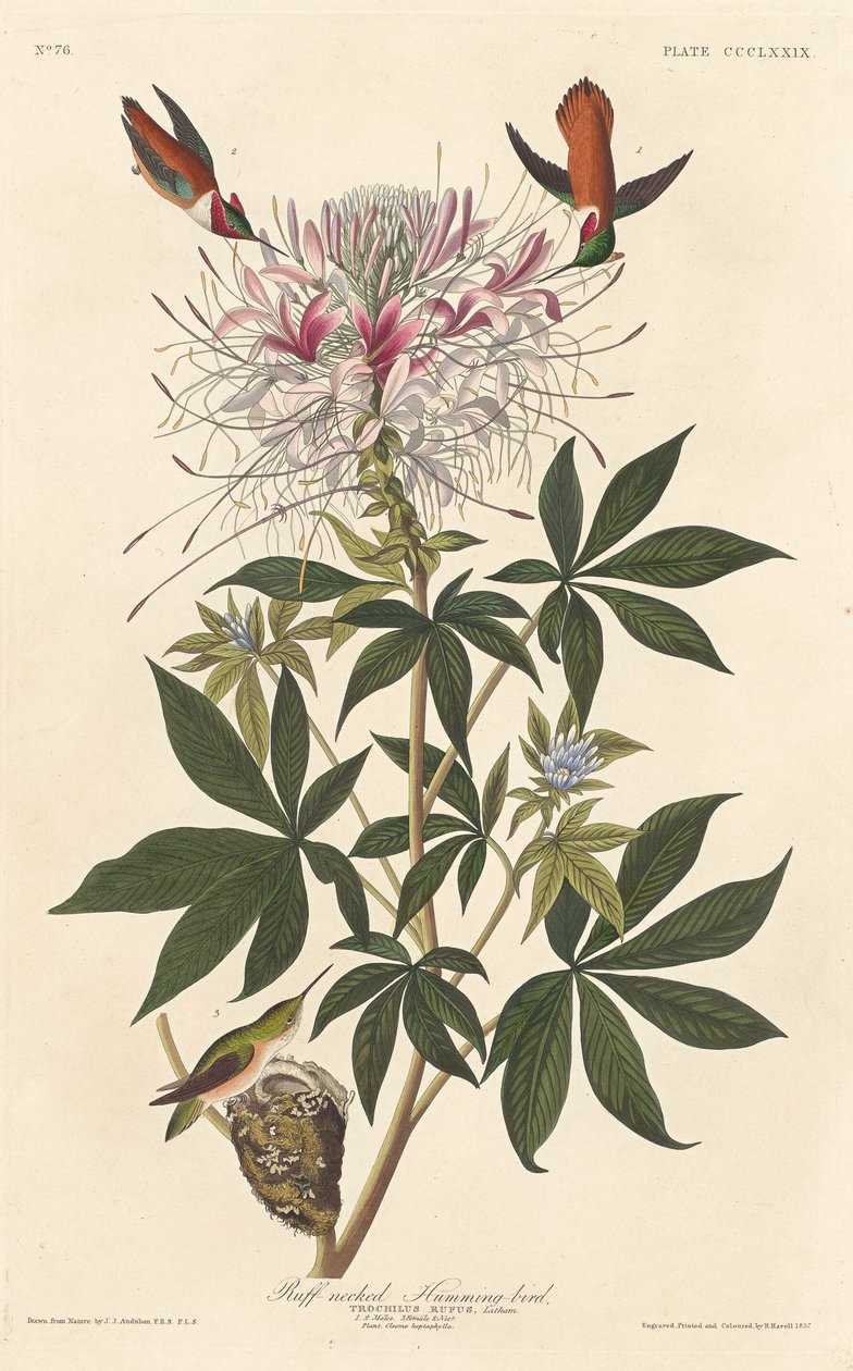 Nyakú kolibri alkotó: Robert Havell after John James Audubon