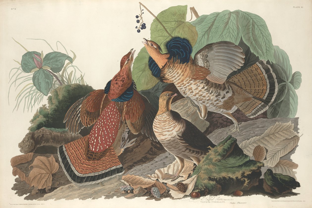 Ruffed Grouse alkotó: Robert Havell after John James Audubon