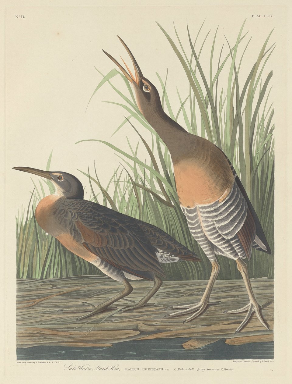 Salt Water Marsh Tyúk alkotó: Robert Havell after John James Audubon