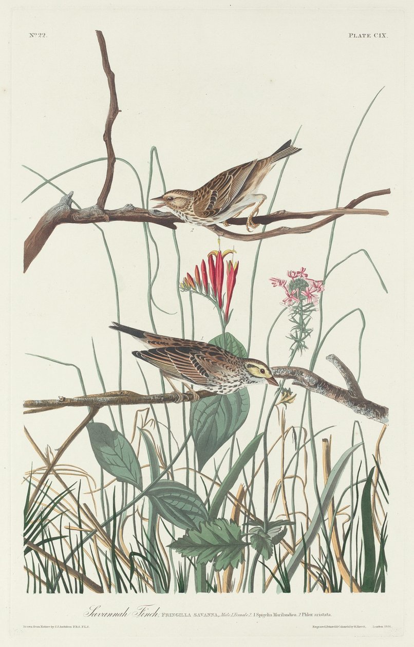 Savannah Finch alkotó: Robert Havell after John James Audubon