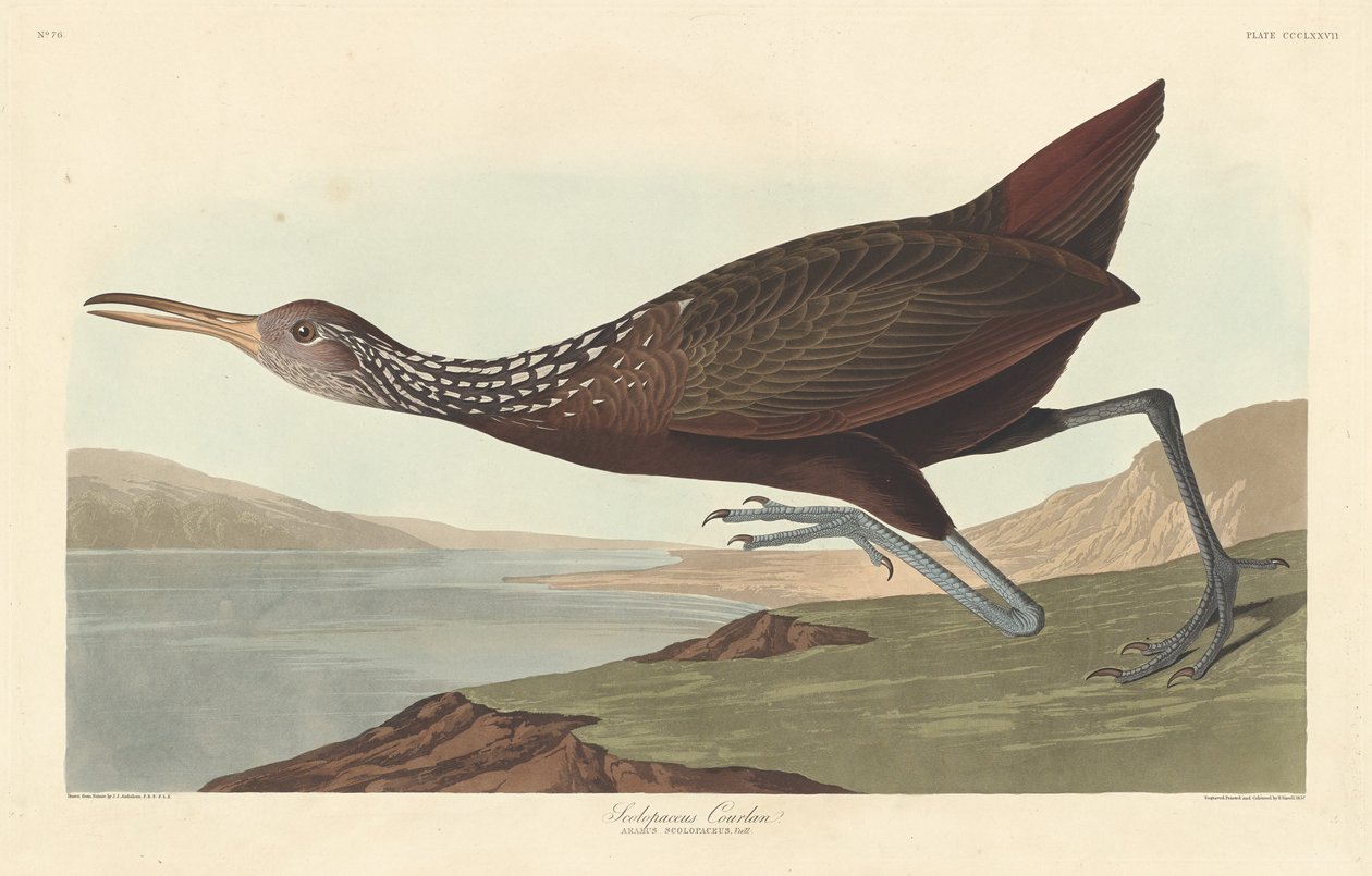Scolopaceus Courlan alkotó: Robert Havell after John James Audubon
