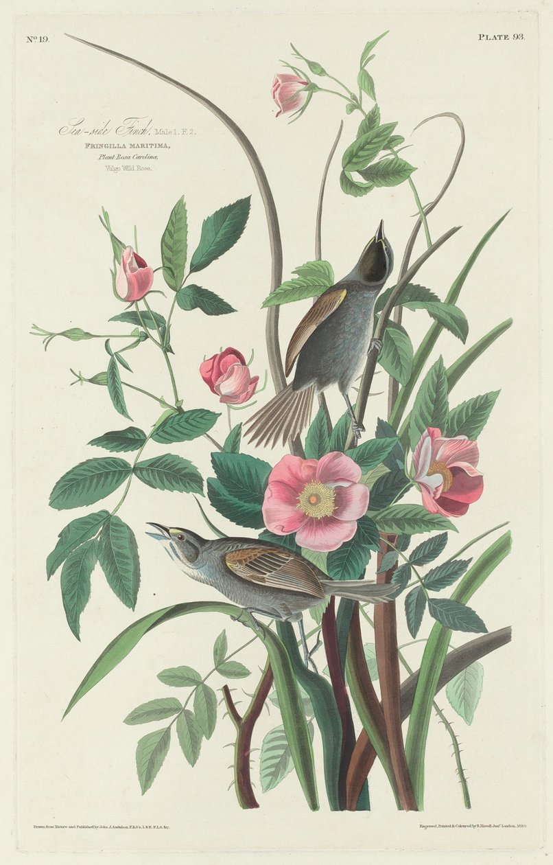 Tengerparti pinty alkotó: Robert Havell after John James Audubon