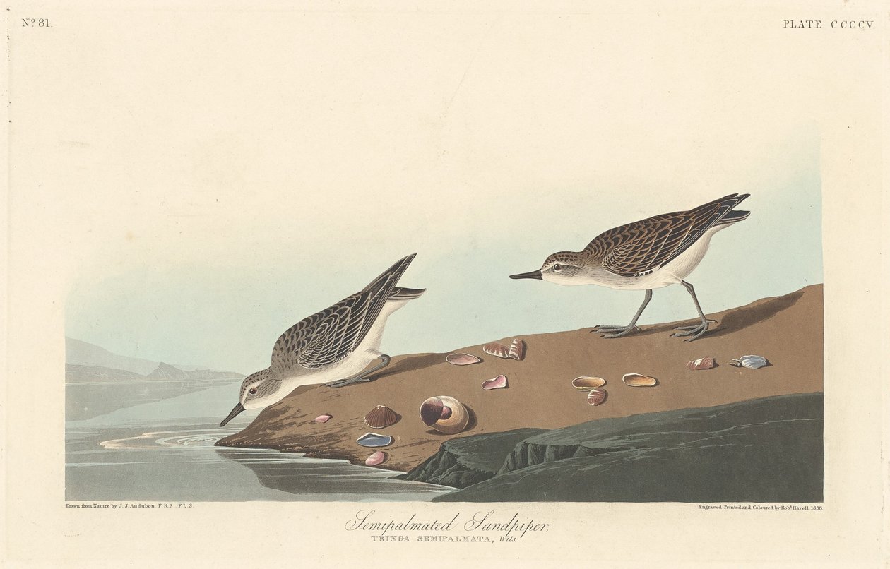 Félig tenyeres homokcső alkotó: Robert Havell after John James Audubon