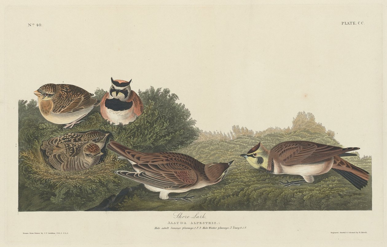Shore Lark alkotó: Robert Havell after John James Audubon
