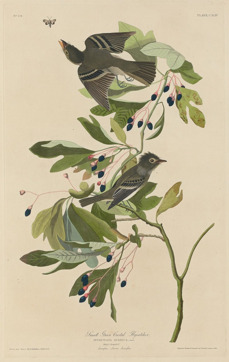 Kis zöld tarajos légykapó alkotó: Robert Havell after John James Audubon
