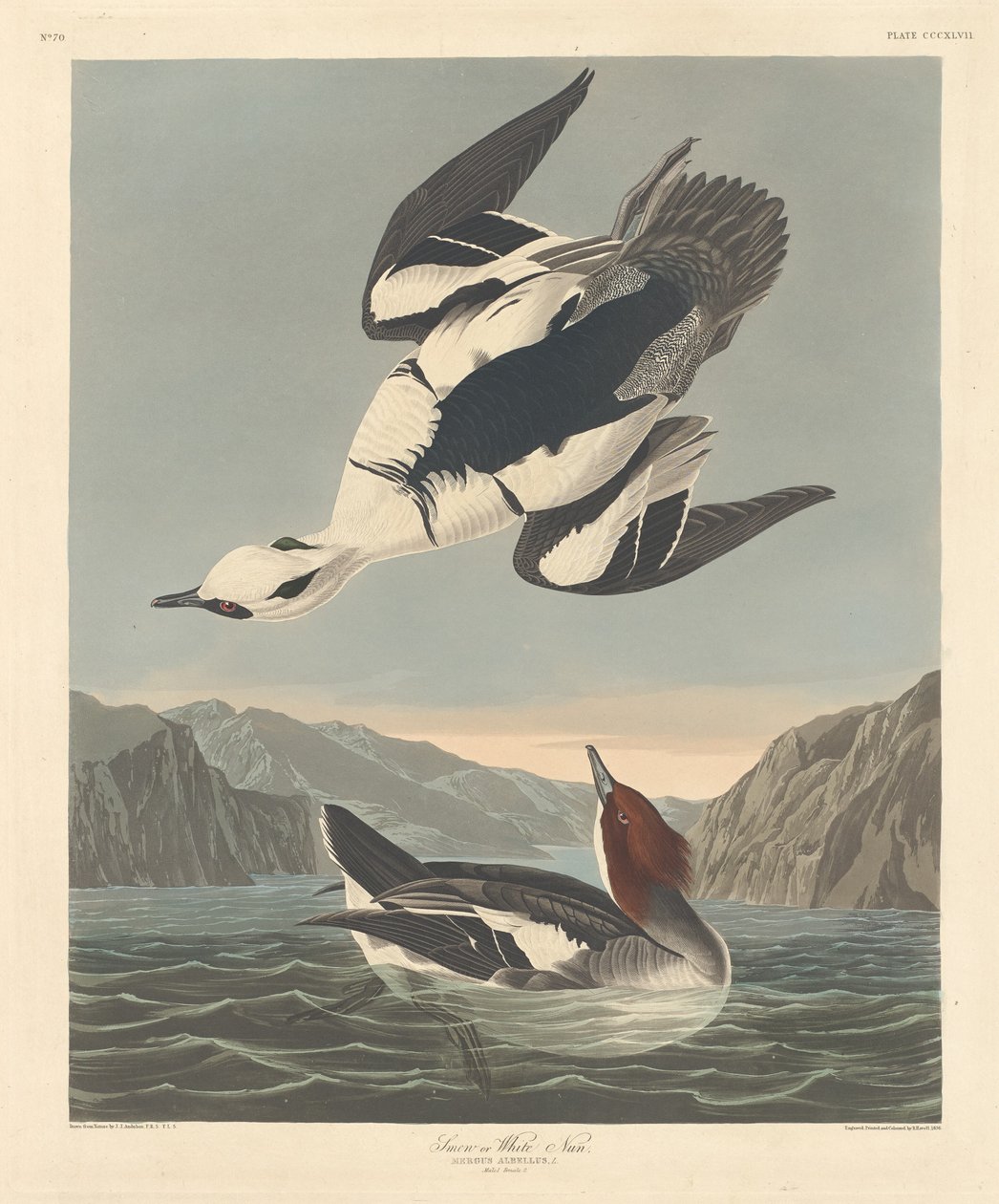 Smew vagy White Nun alkotó: Robert Havell after John James Audubon