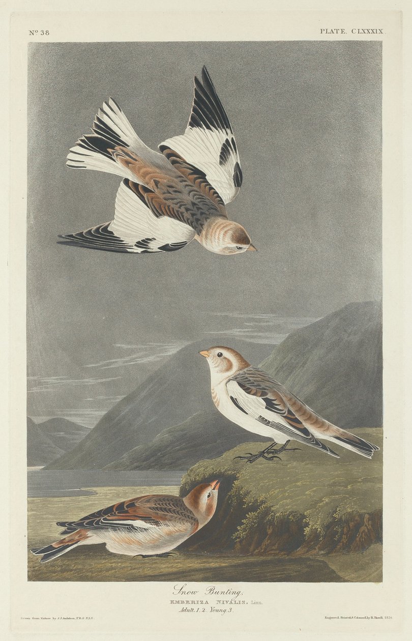 Snow Bunting alkotó: Robert Havell after John James Audubon