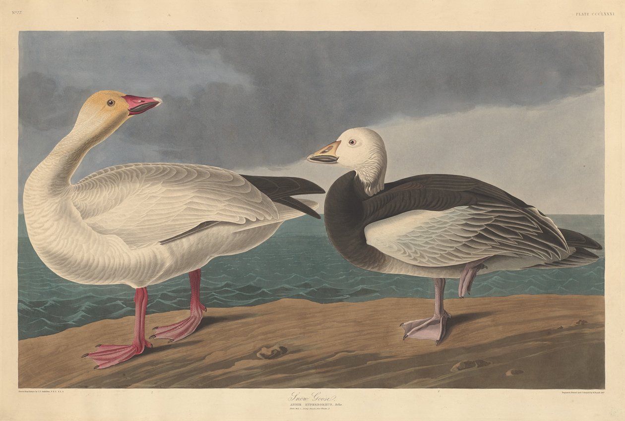 Snow Goose alkotó: Robert Havell after John James Audubon