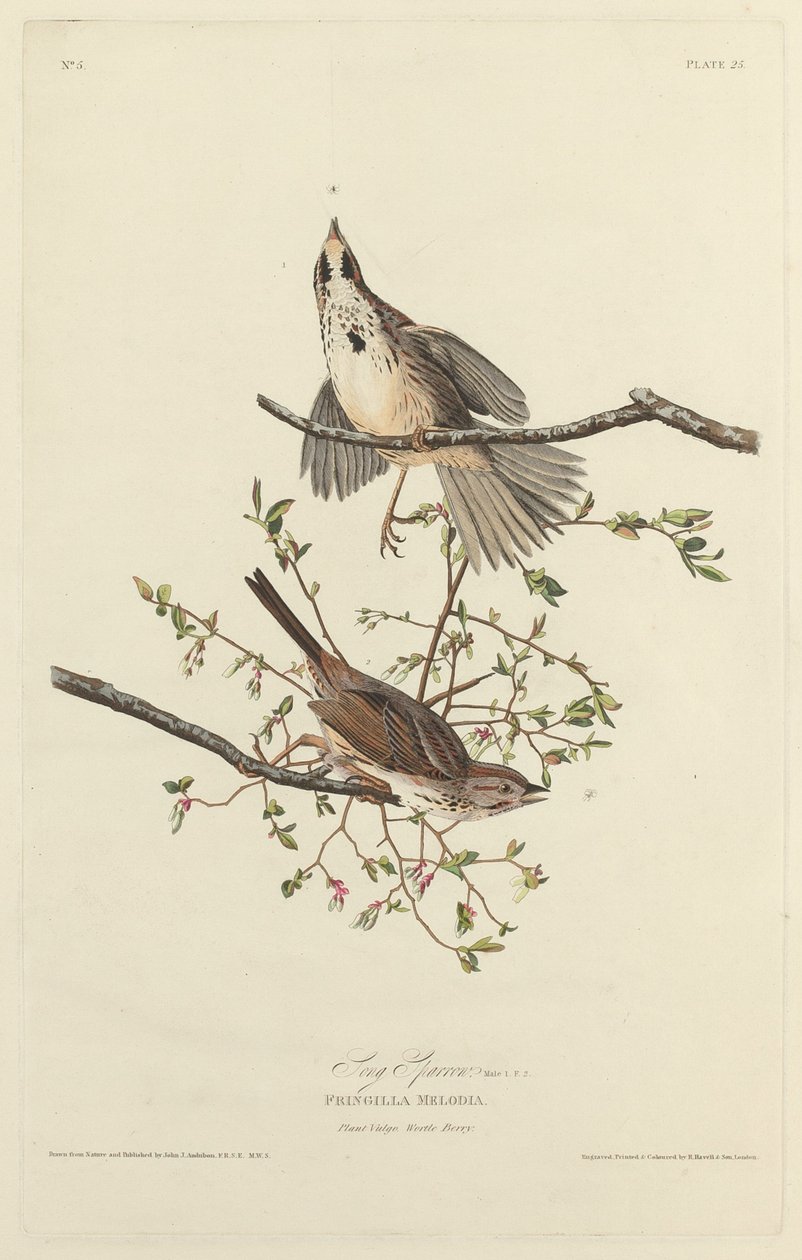 Dal Veréb alkotó: Robert Havell after John James Audubon