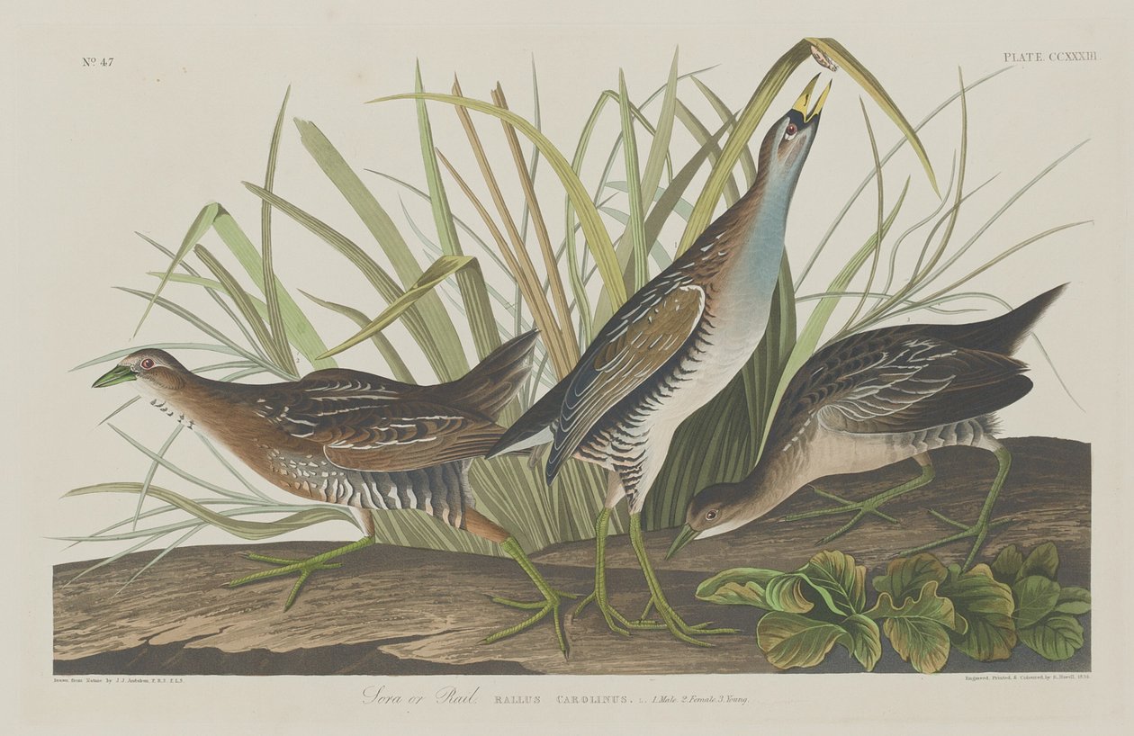 Sora vagy Rail alkotó: Robert Havell after John James Audubon