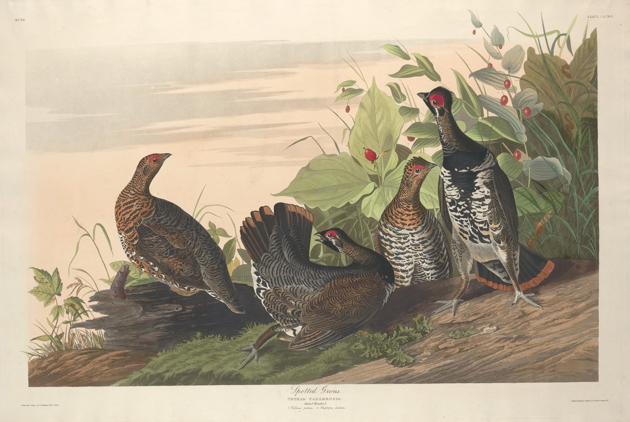 Foltos Grous alkotó: Robert Havell after John James Audubon