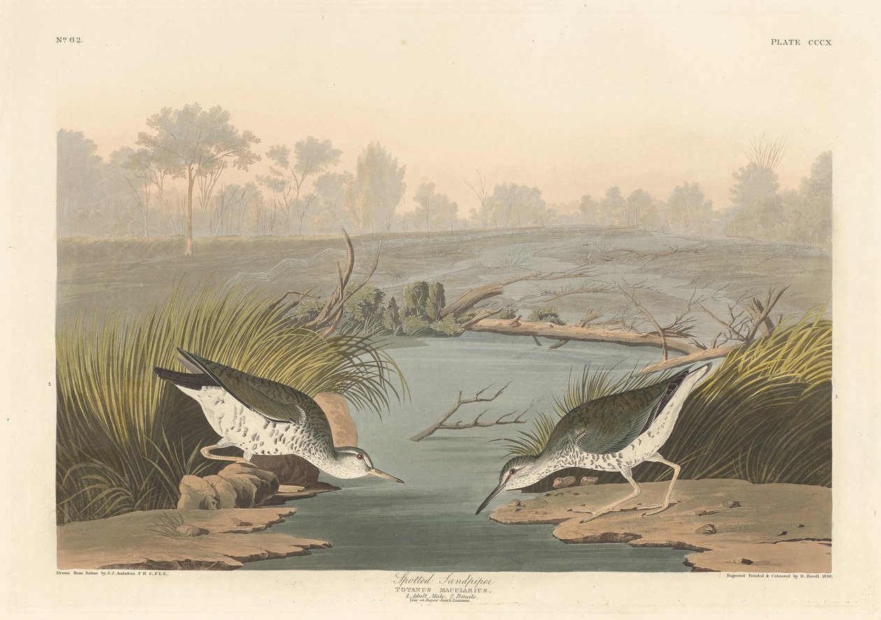 Foltos homokcsőr alkotó: Robert Havell after John James Audubon