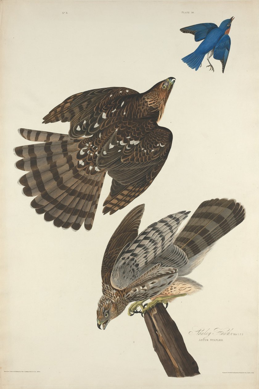 Stanley Hawk alkotó: Robert Havell after John James Audubon