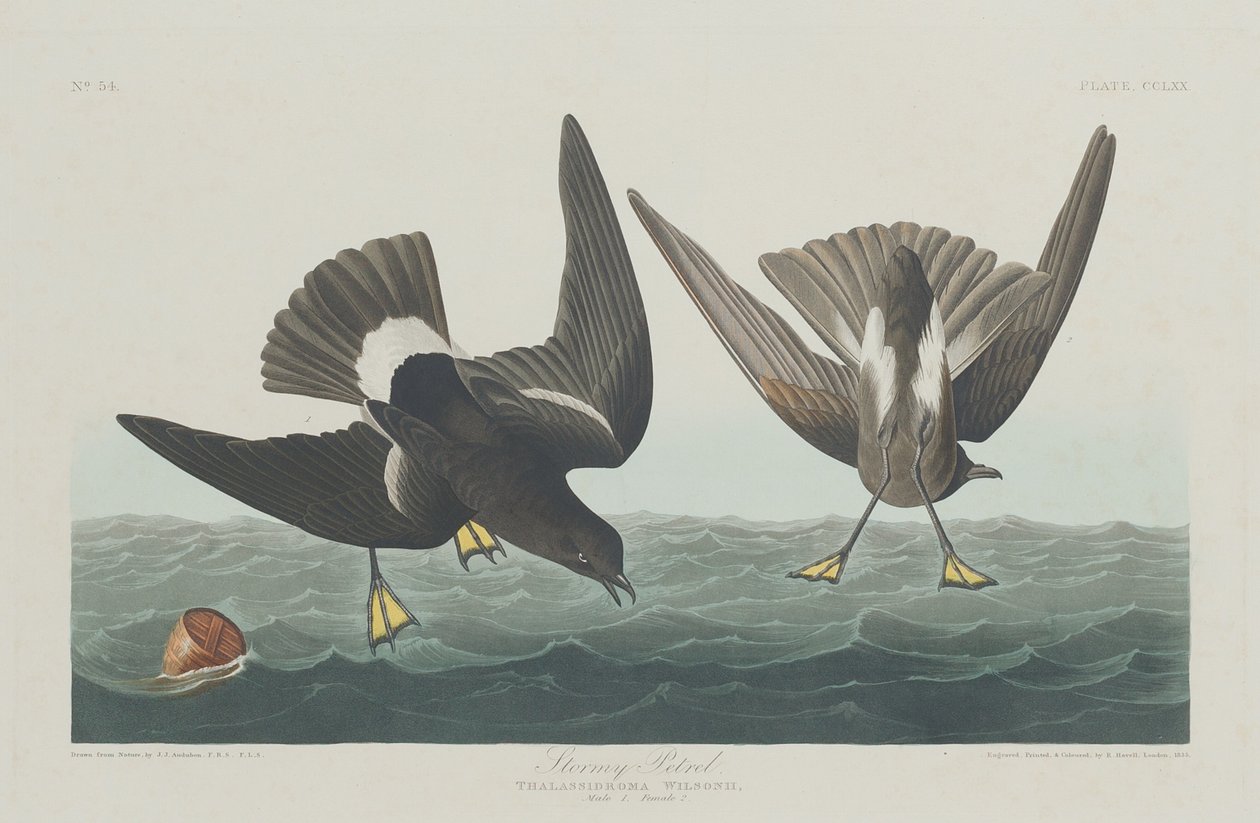 Viharos Petrel alkotó: Robert Havell after John James Audubon