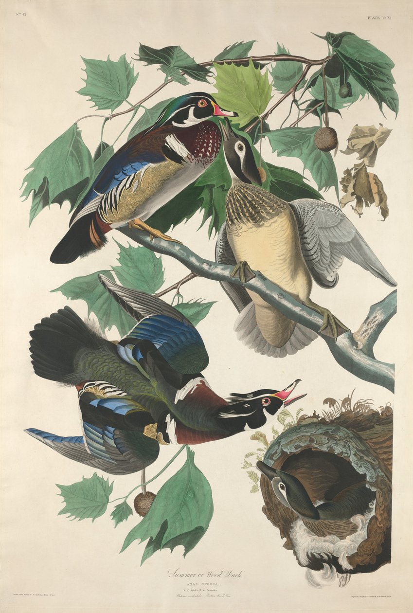 Nyári vagy erdei kacsa alkotó: Robert Havell after John James Audubon