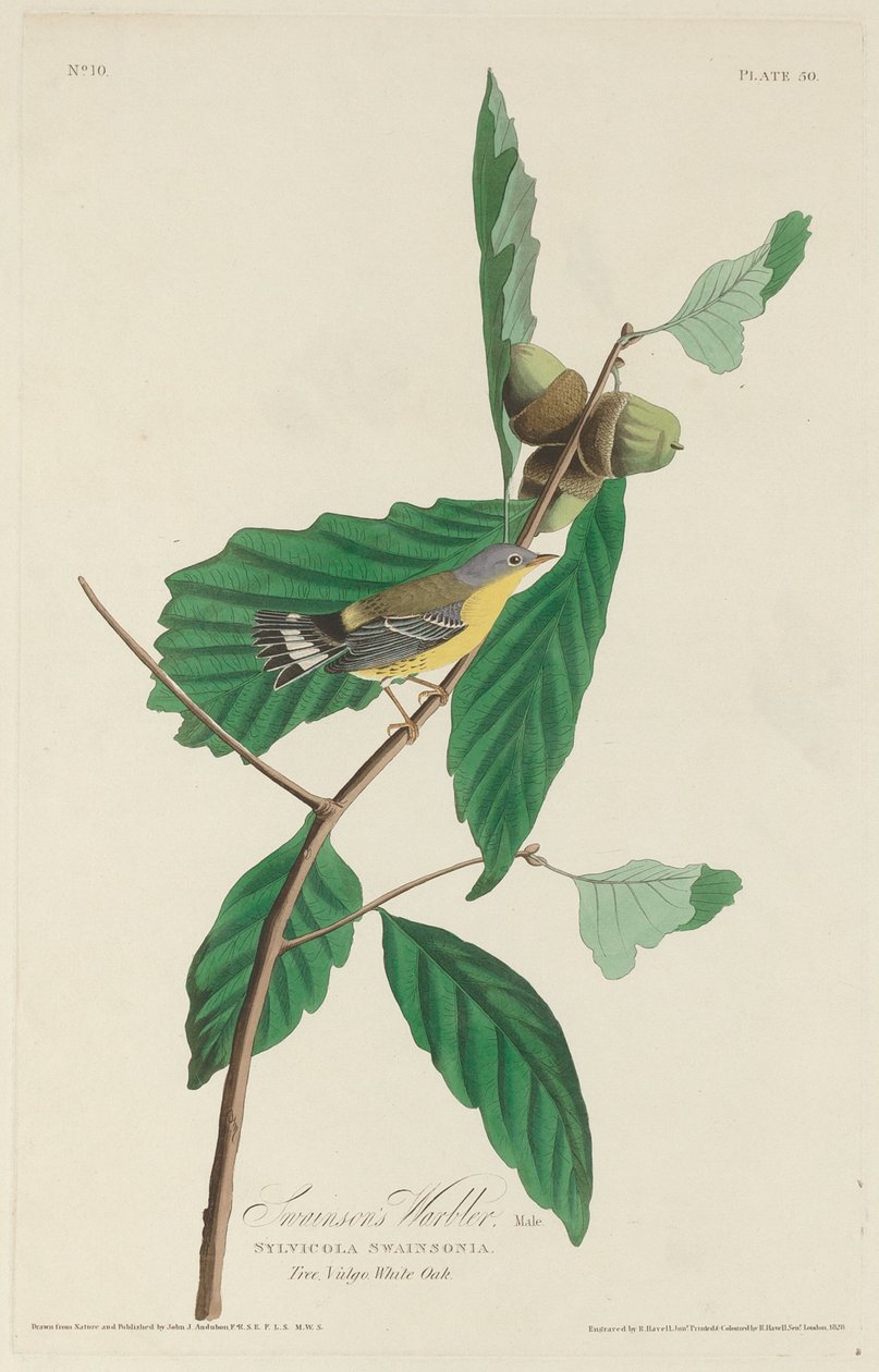 Swainson pacsirta alkotó: Robert Havell after John James Audubon