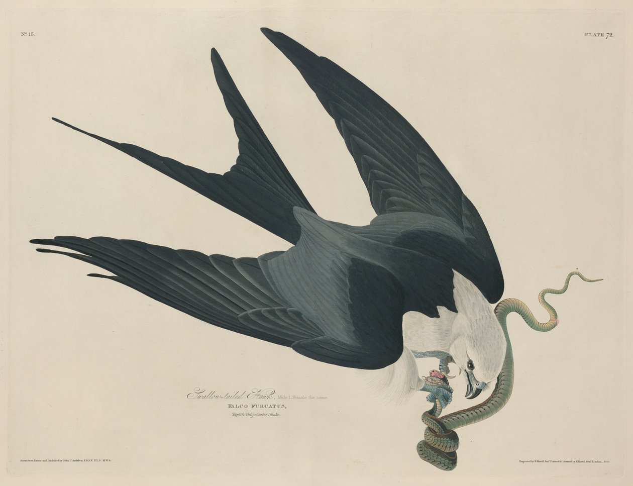 Fecskefarkú sólyom alkotó: Robert Havell after John James Audubon