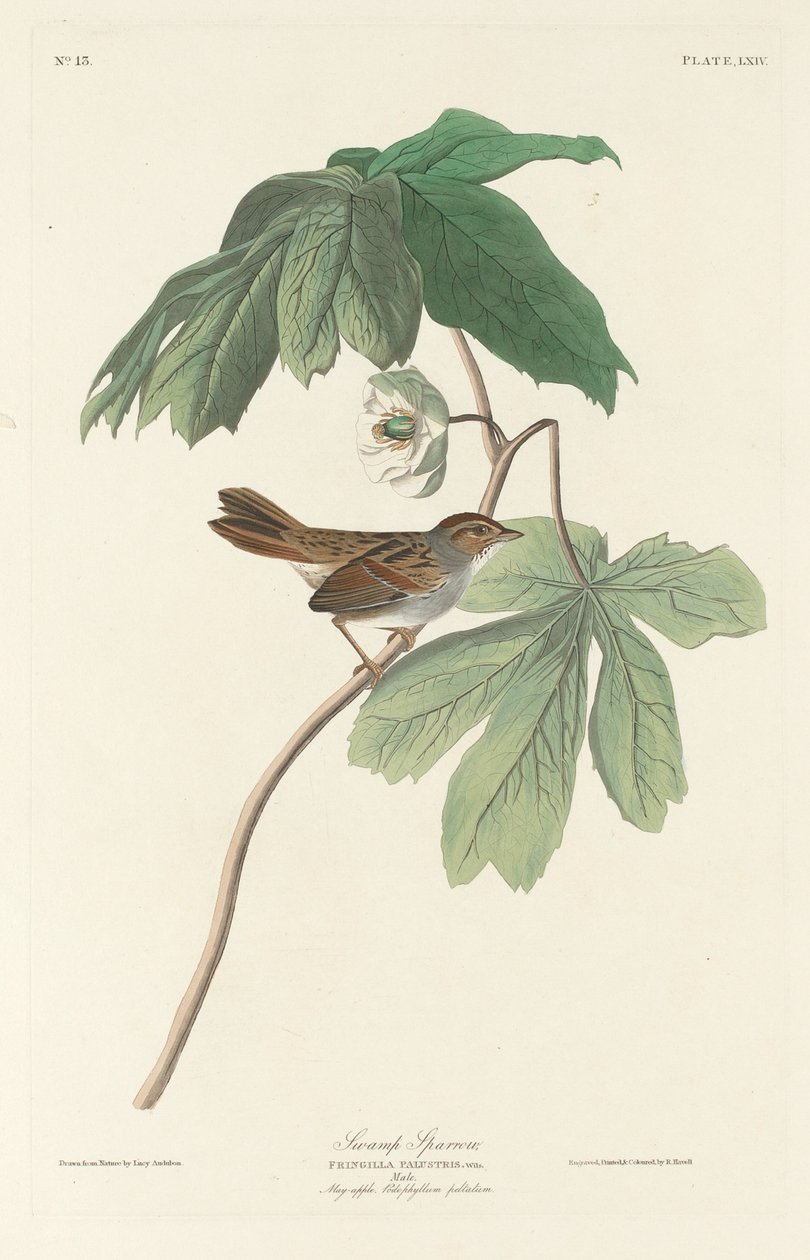 Mocsári veréb alkotó: Robert Havell after John James Audubon