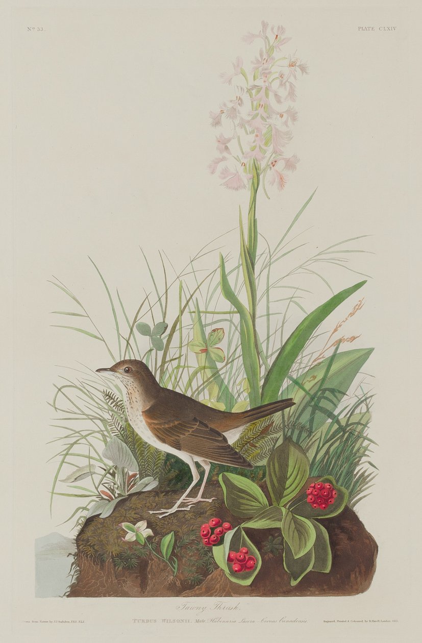 Tawny Rigó alkotó: Robert Havell after John James Audubon