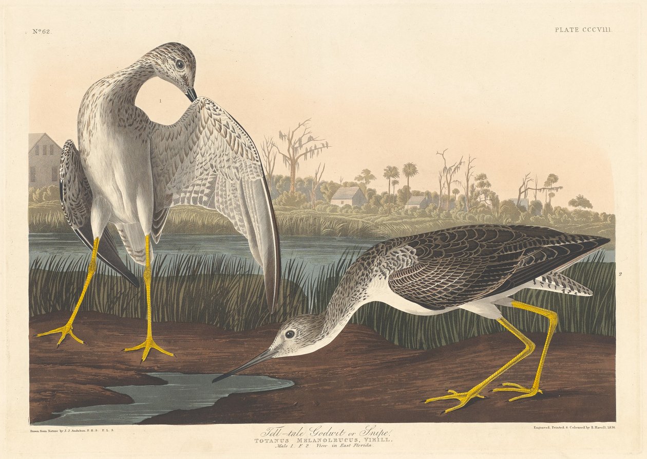 Árulkodó Godwit alkotó: Robert Havell after John James Audubon