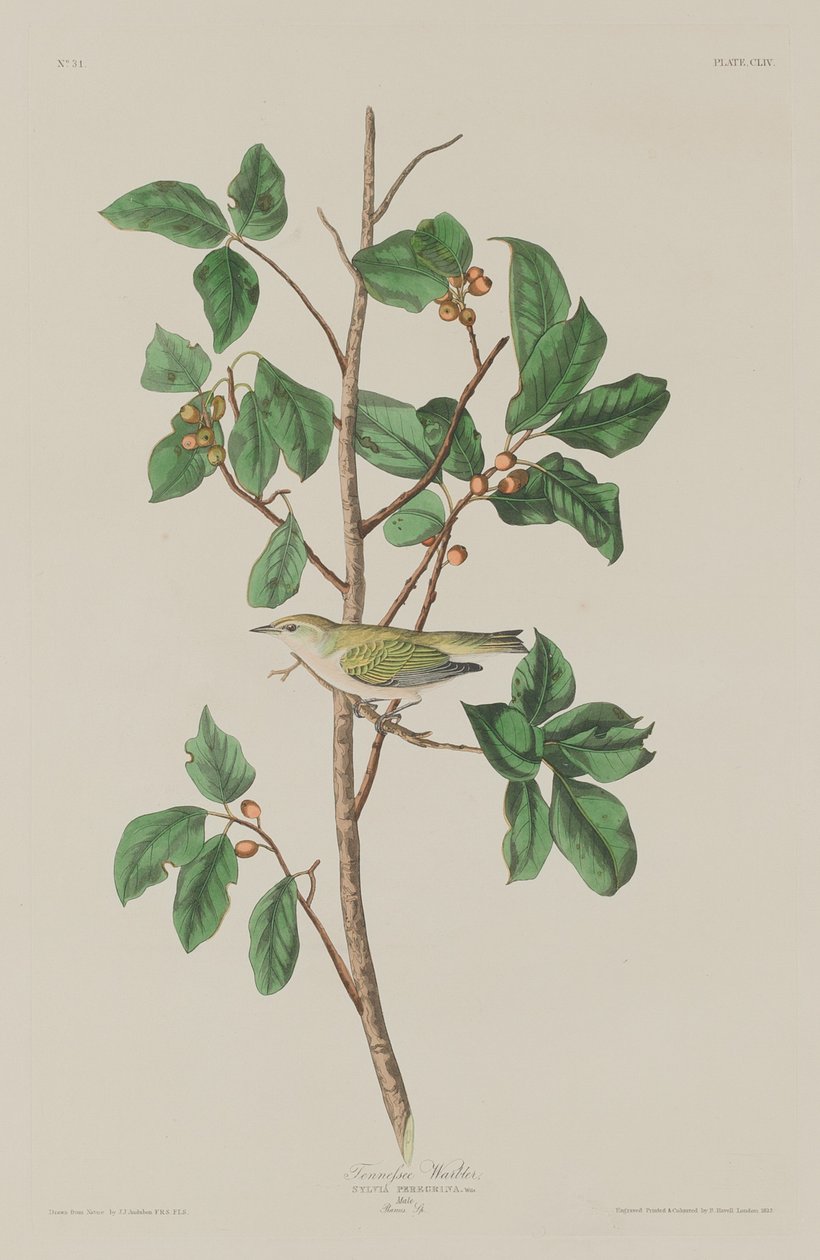 Tennessee paszták alkotó: Robert Havell after John James Audubon