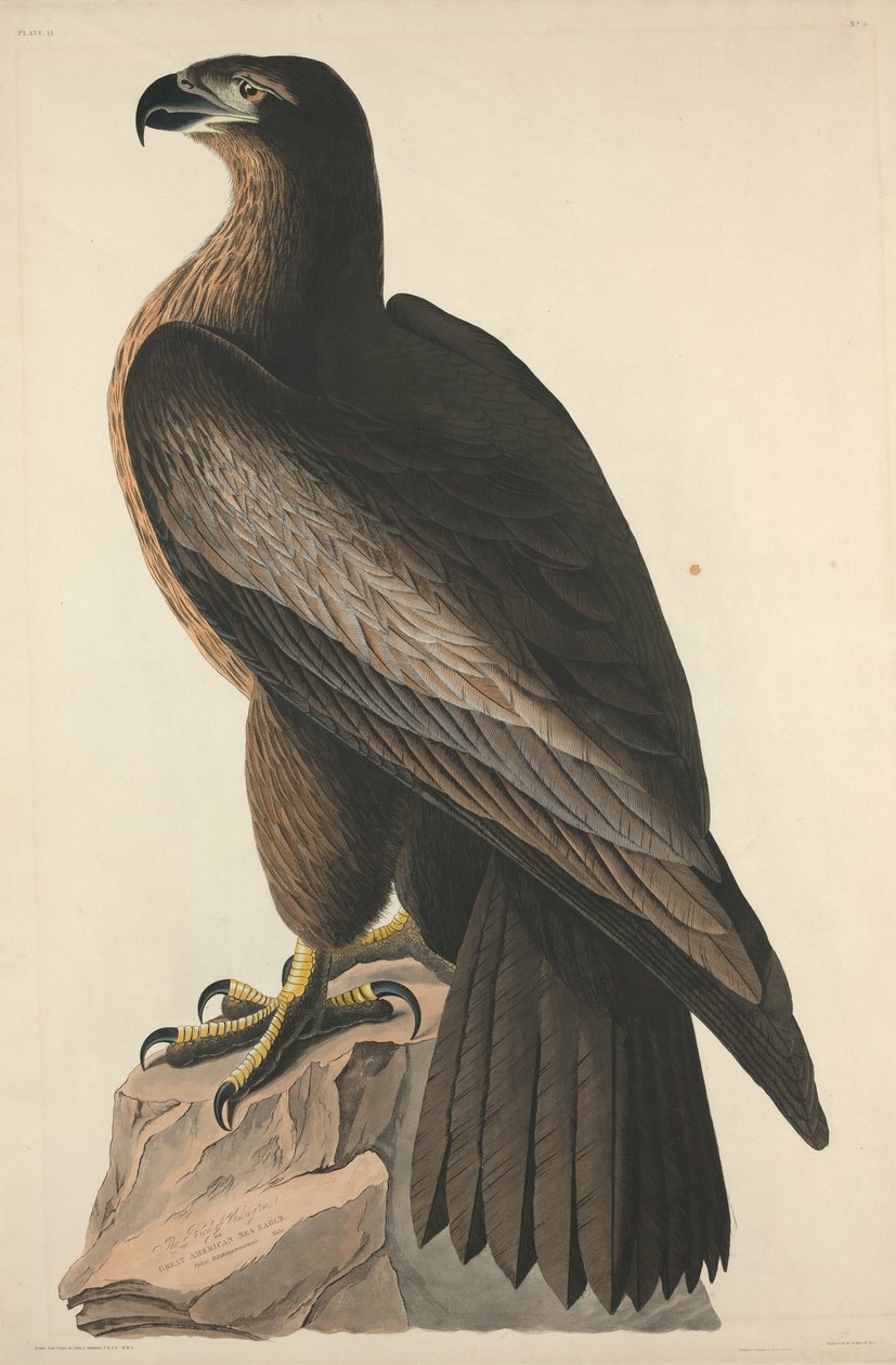 A washingtoni madara vagy a nagy amerikai tengeri sas alkotó: Robert Havell after John James Audubon