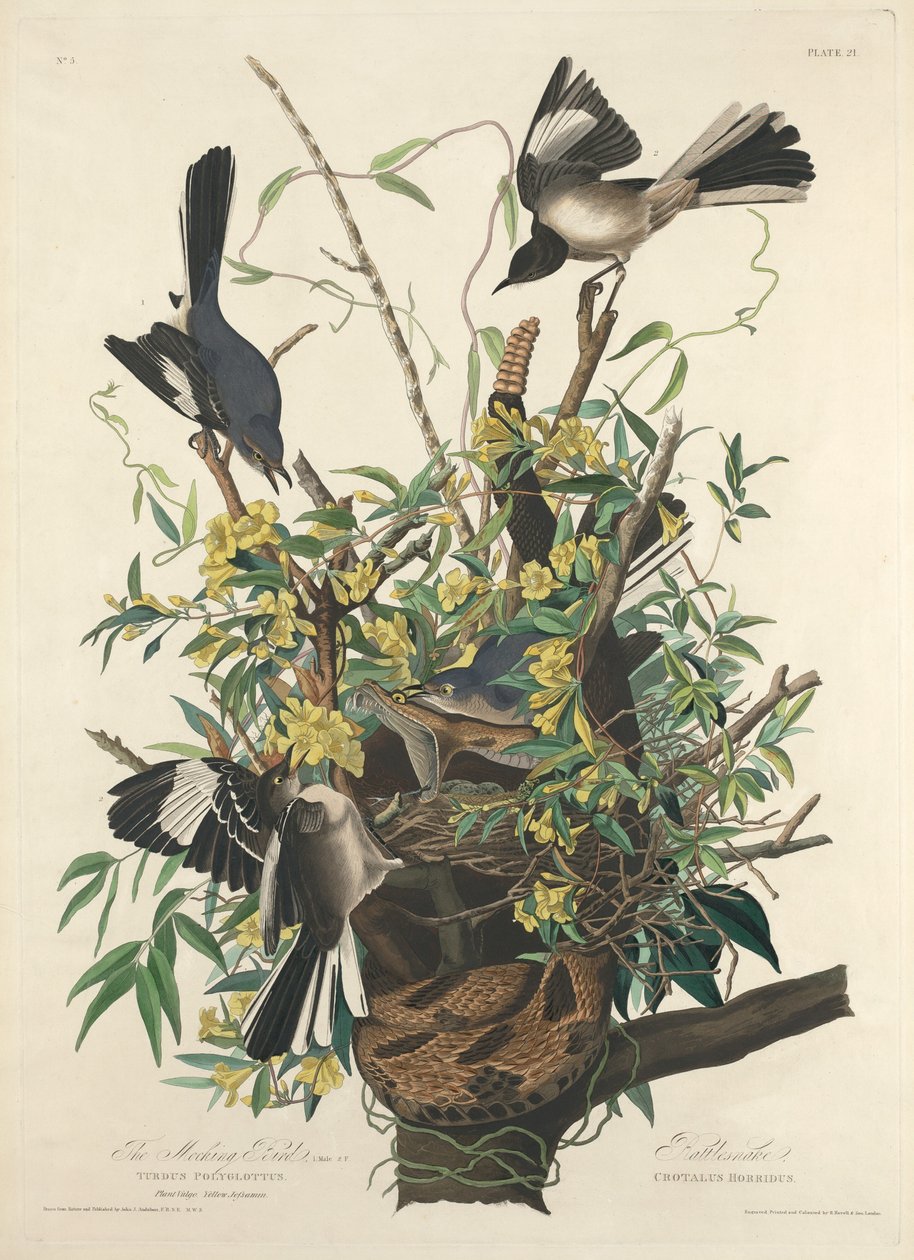A gúnyos madár alkotó: Robert Havell after John James Audubon