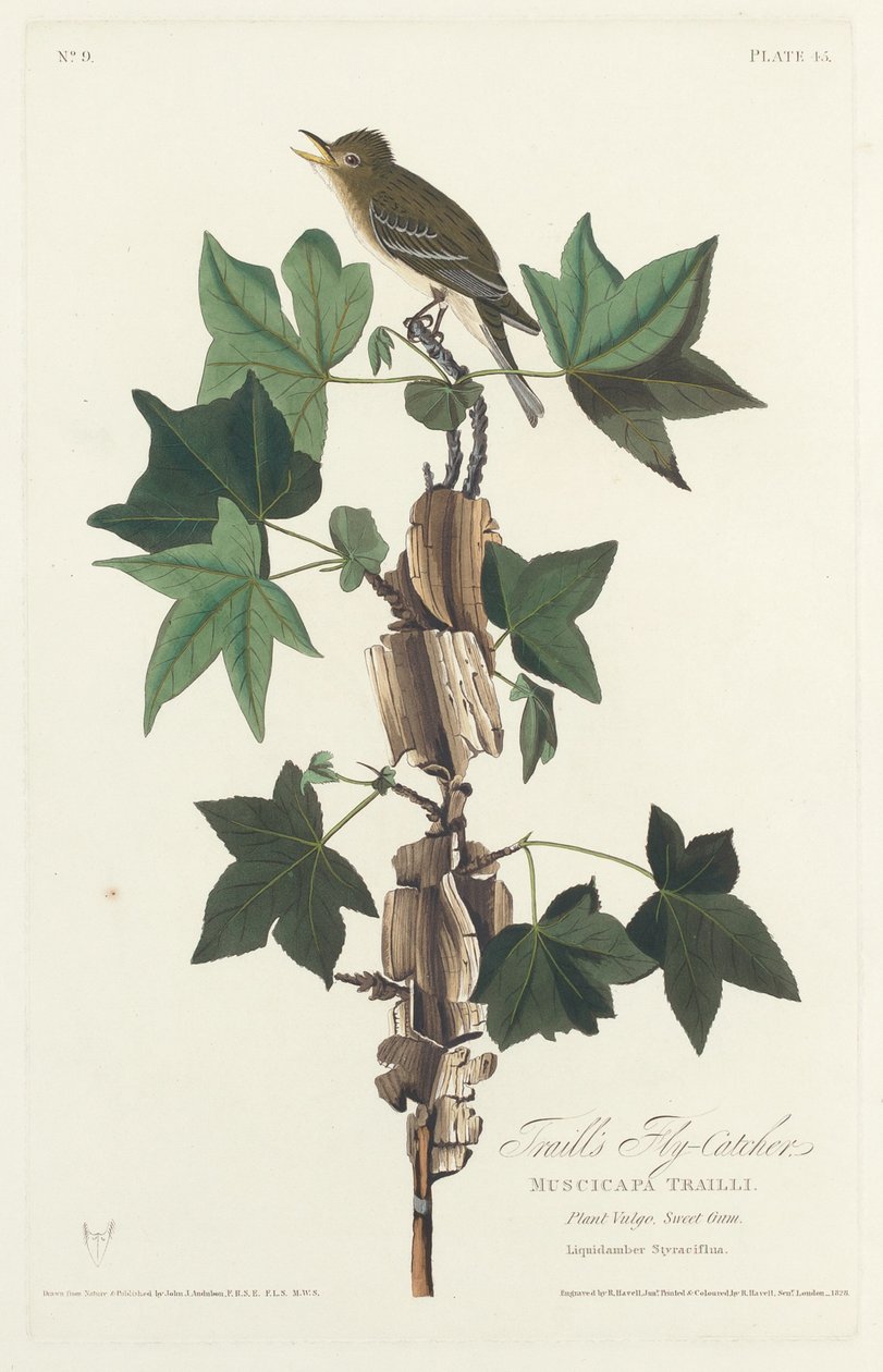 Traill légykapója alkotó: Robert Havell after John James Audubon