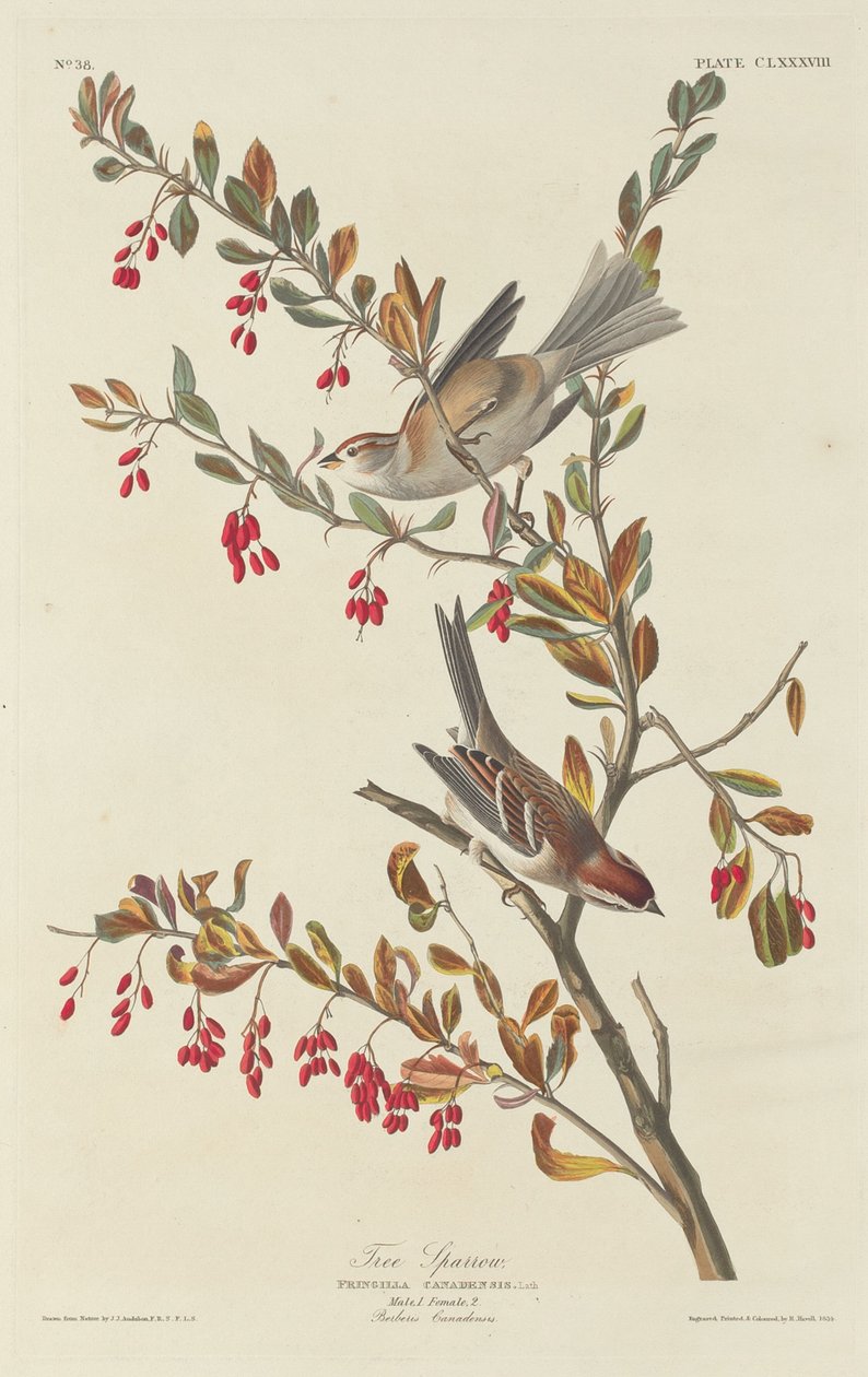 Fa veréb alkotó: Robert Havell after John James Audubon