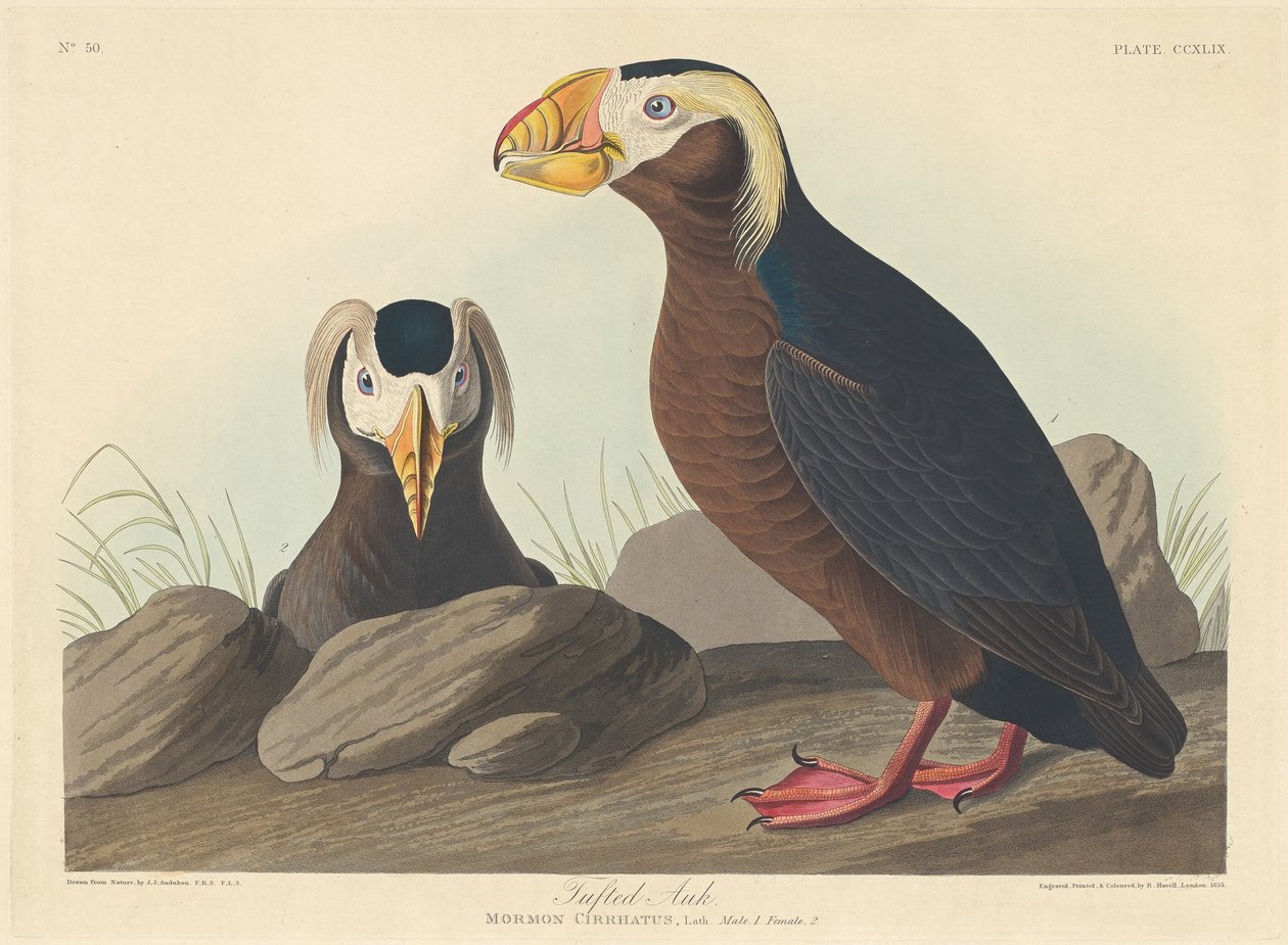 bojtos auk alkotó: Robert Havell after John James Audubon