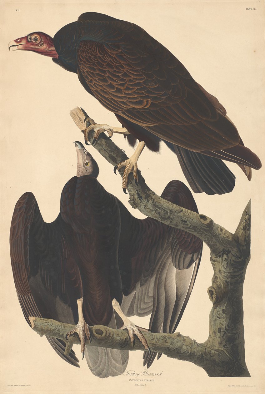 Pulykaölyv alkotó: Robert Havell after John James Audubon