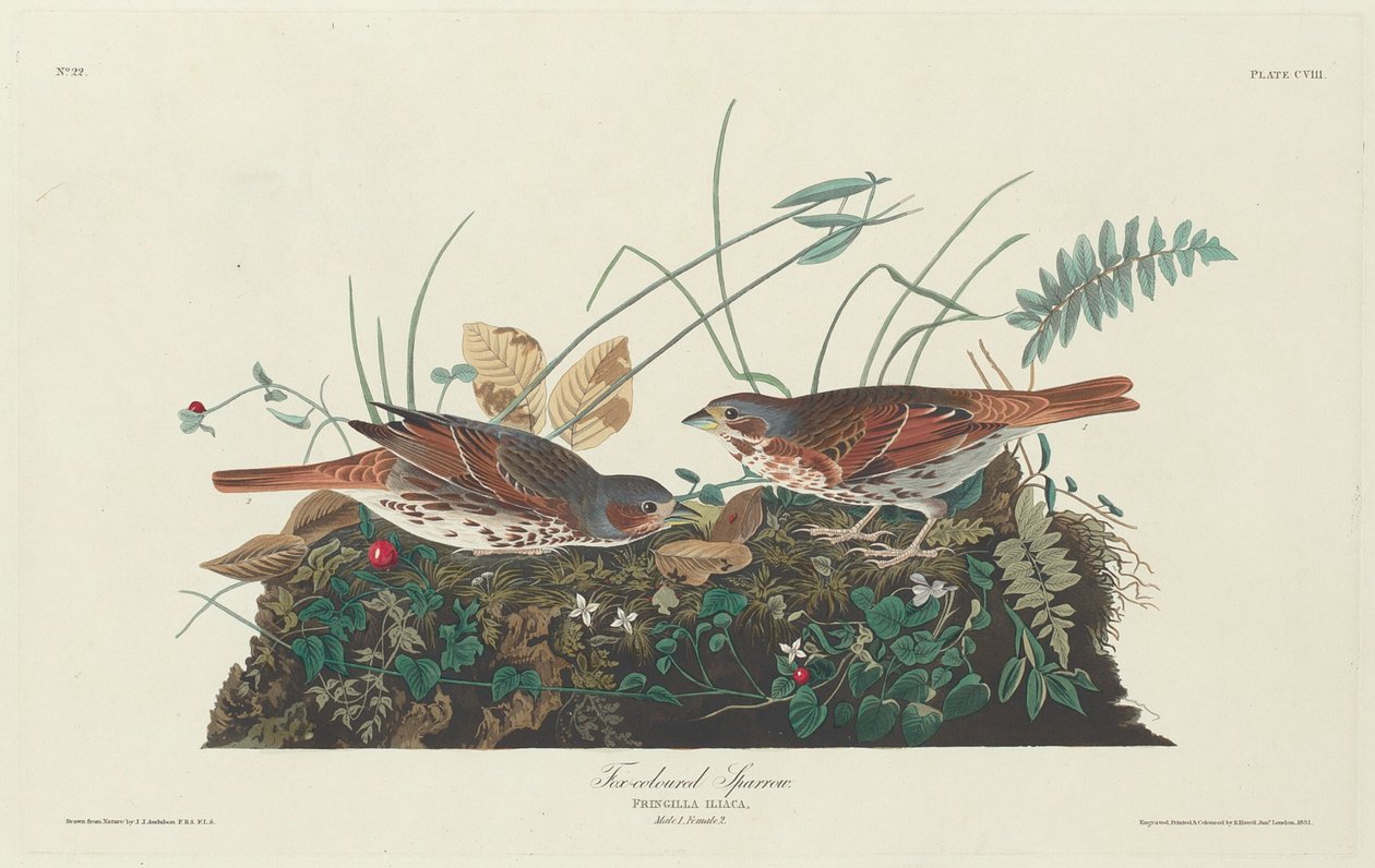 Kétszínű Sparrow alkotó: Robert Havell after John James Audubon