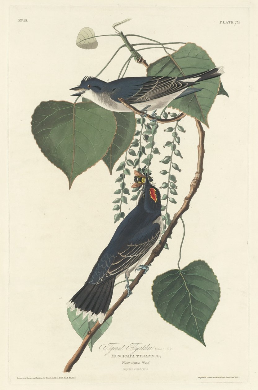 Zsarnok légykapó alkotó: Robert Havell after John James Audubon