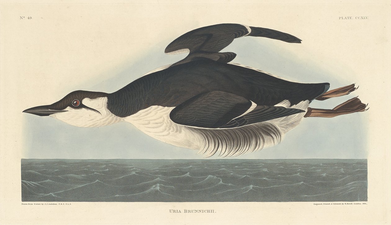 Uriah Brunnichii alkotó: Robert Havell after John James Audubon