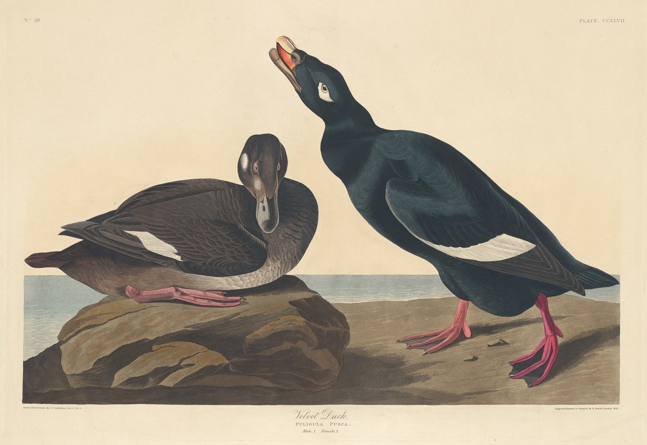 Bársonykacsa alkotó: Robert Havell after John James Audubon