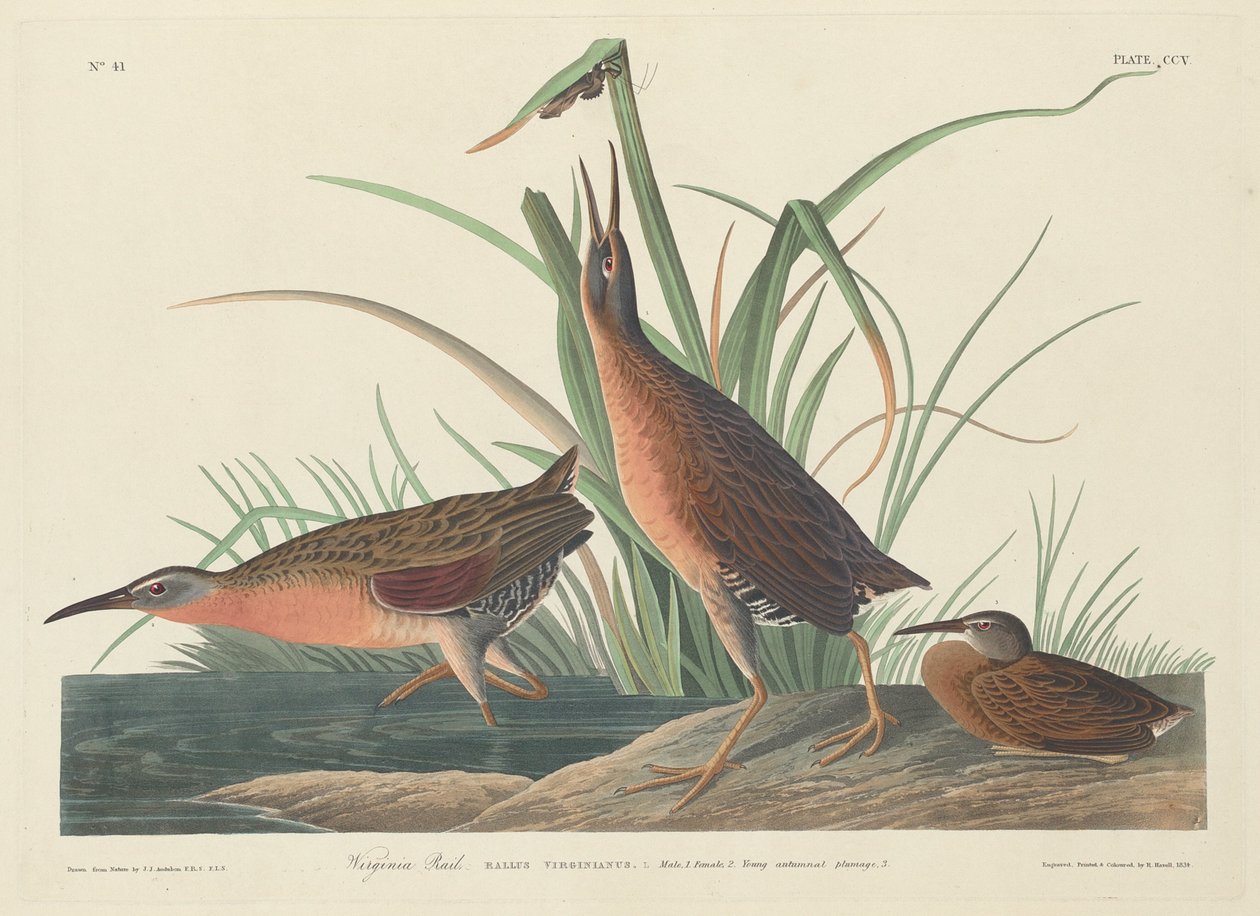 Virginia Rail alkotó: Robert Havell after John James Audubon
