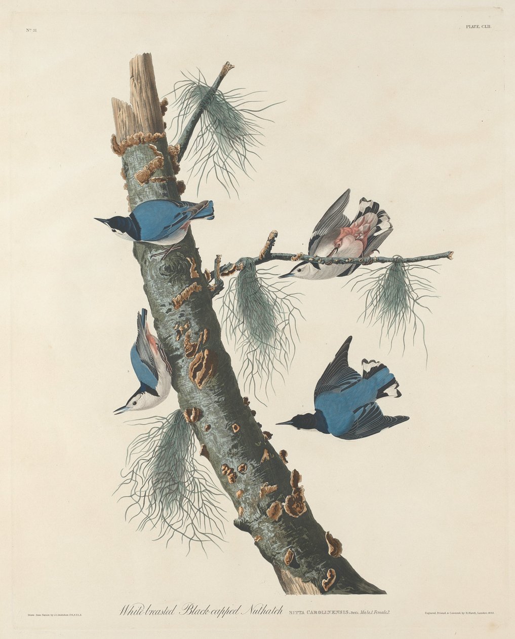 Fehérmellű fekete sapkás dió alkotó: Robert Havell after John James Audubon