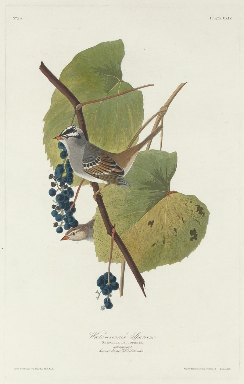 Fehér koronás veréb alkotó: Robert Havell after John James Audubon
