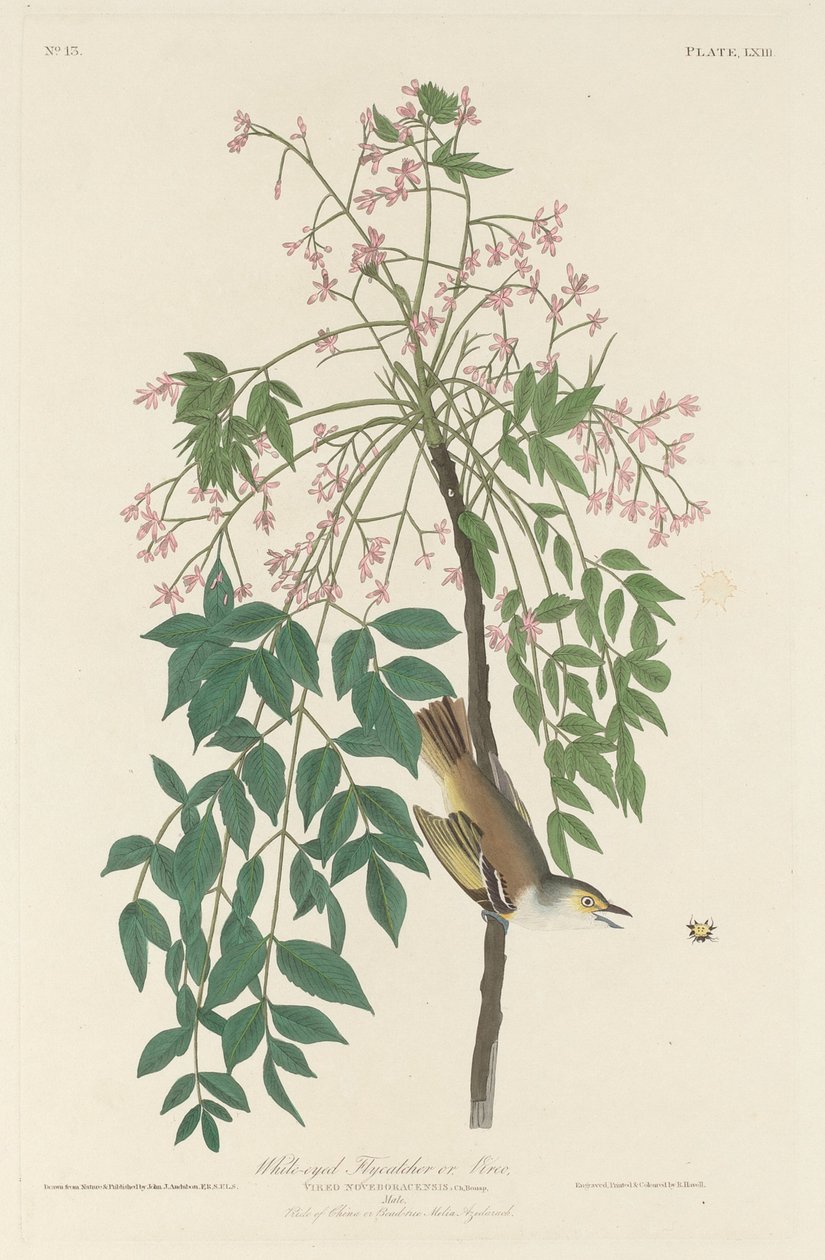Fehér szemű légyfogó alkotó: Robert Havell after John James Audubon