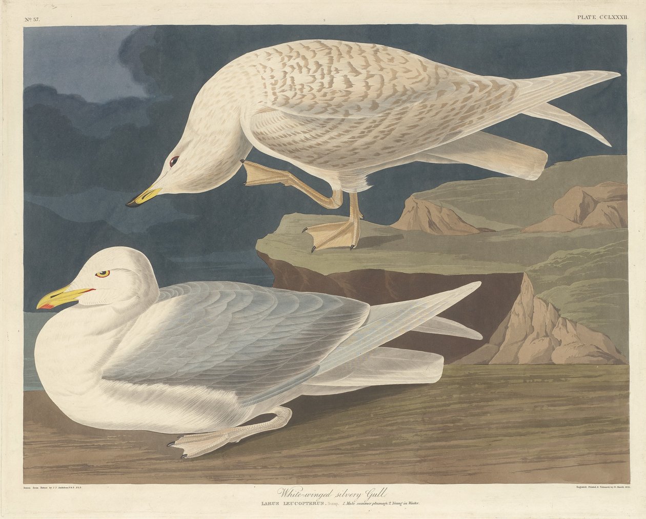 Fehérszárnyú ezüstsirály alkotó: Robert Havell after John James Audubon