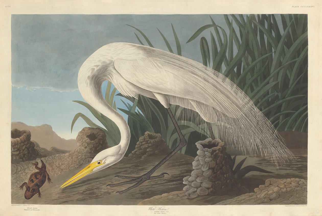 Fehér gém alkotó: Robert Havell after John James Audubon