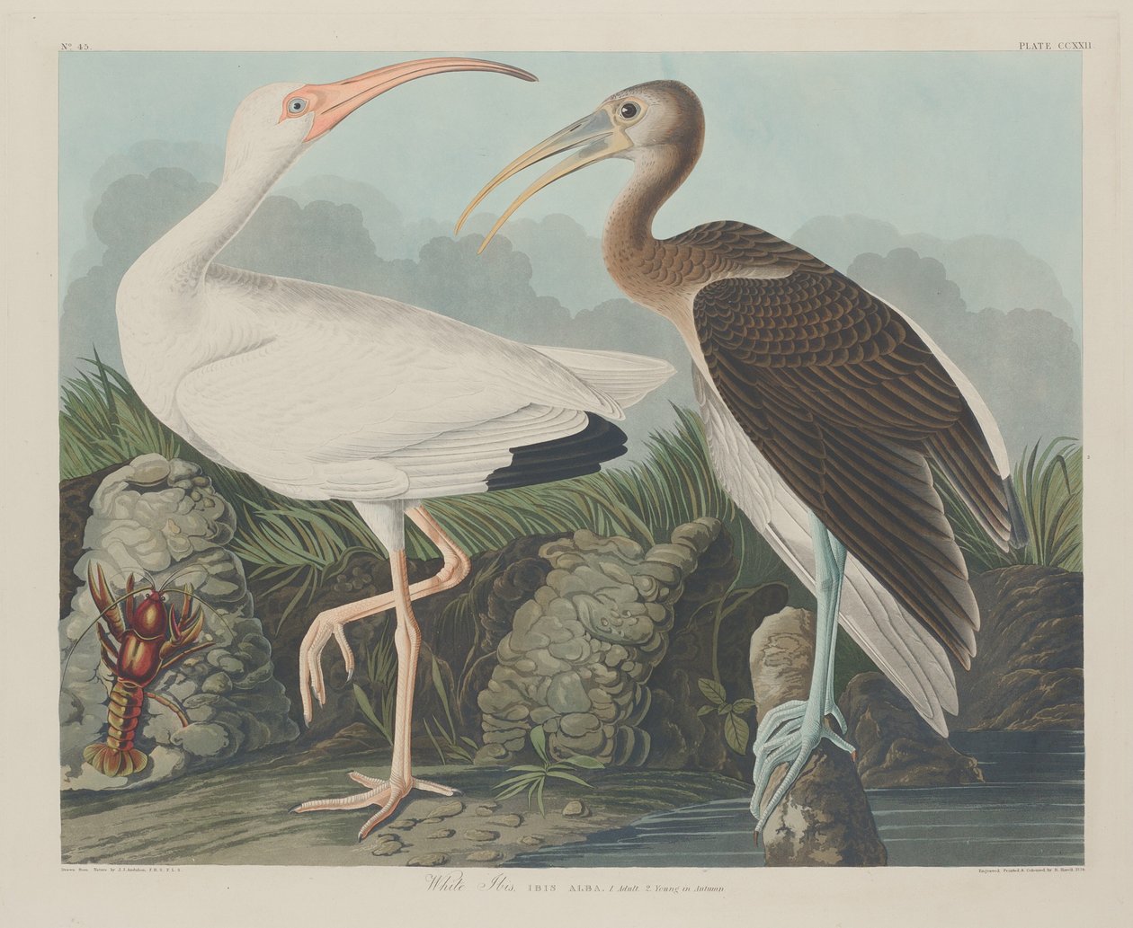 Fehér Ibis alkotó: Robert Havell after John James Audubon