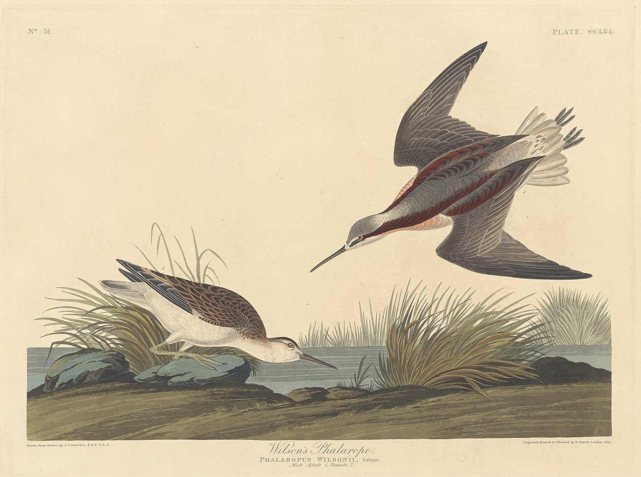 Wilson phalaropeja alkotó: Robert Havell after John James Audubon