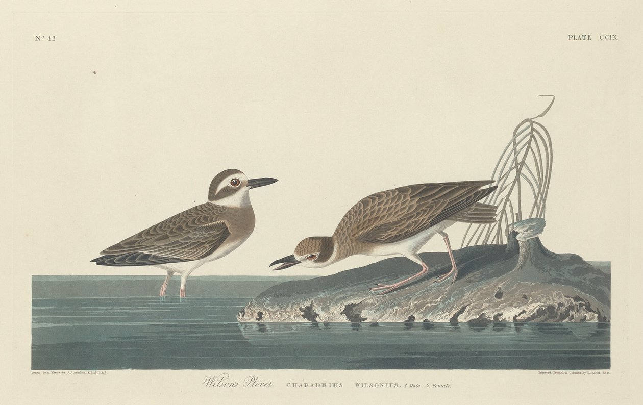 Wilson lileje alkotó: Robert Havell after John James Audubon