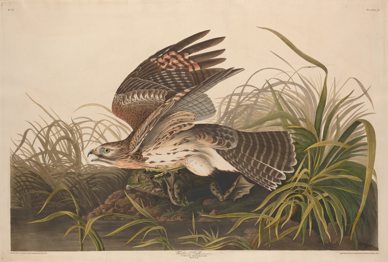 Winter Hawk alkotó: Robert Havell after John James Audubon