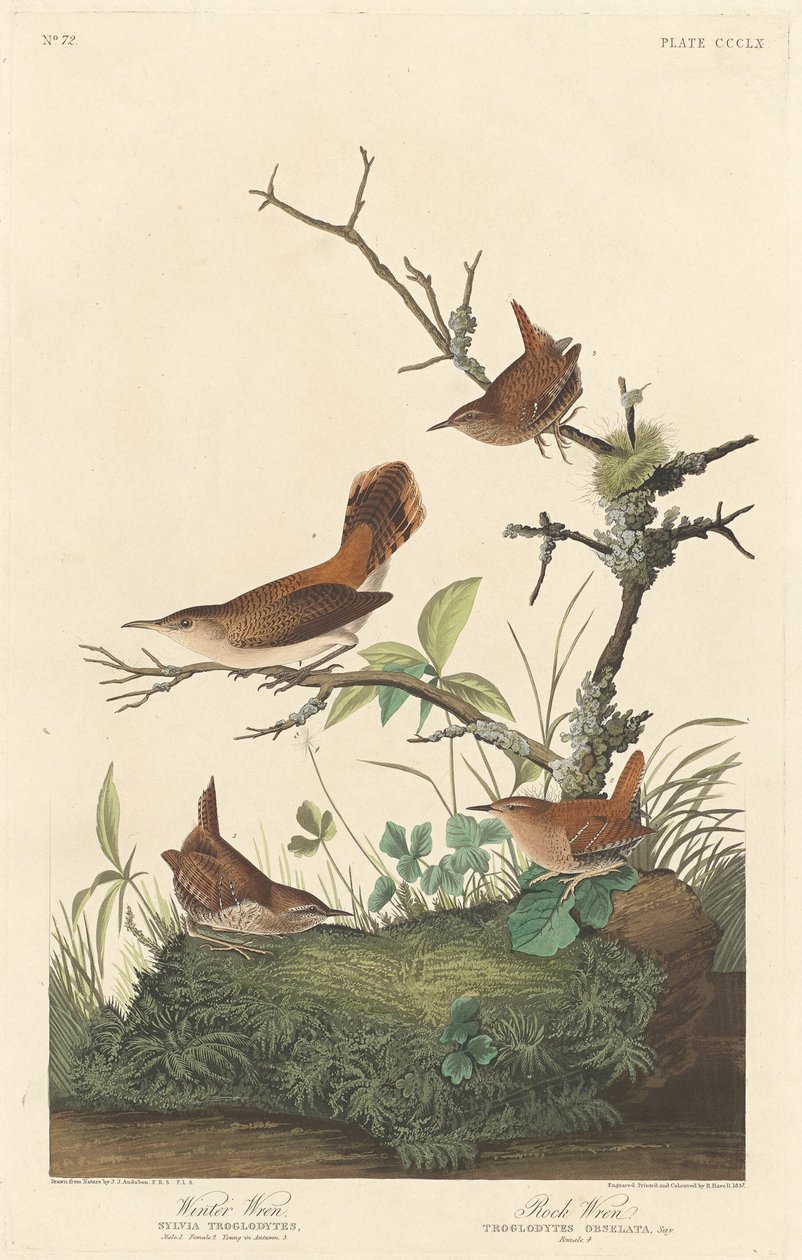 Winter Wren és Rock Wren alkotó: Robert Havell after John James Audubon
