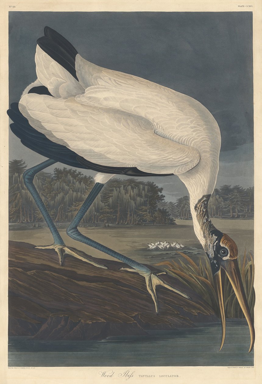 Fa Ibis alkotó: Robert Havell after John James Audubon