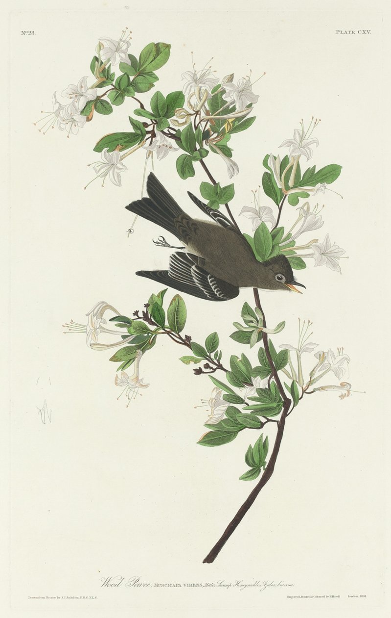 Fa Pewee alkotó: Robert Havell after John James Audubon