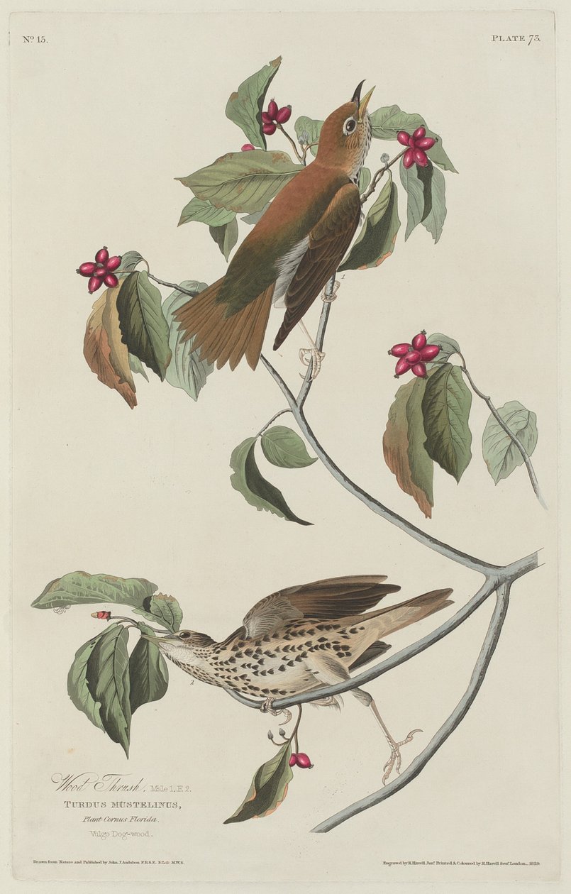 Erdei rigó alkotó: Robert Havell after John James Audubon